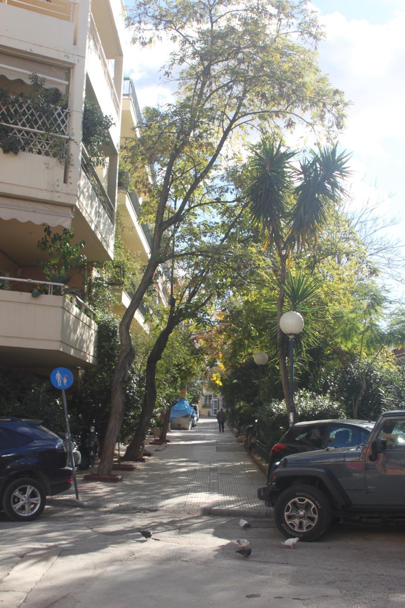 "Under The Olive Tree"- Beautiful Apartment In The Heart Of Aten Exteriör bild